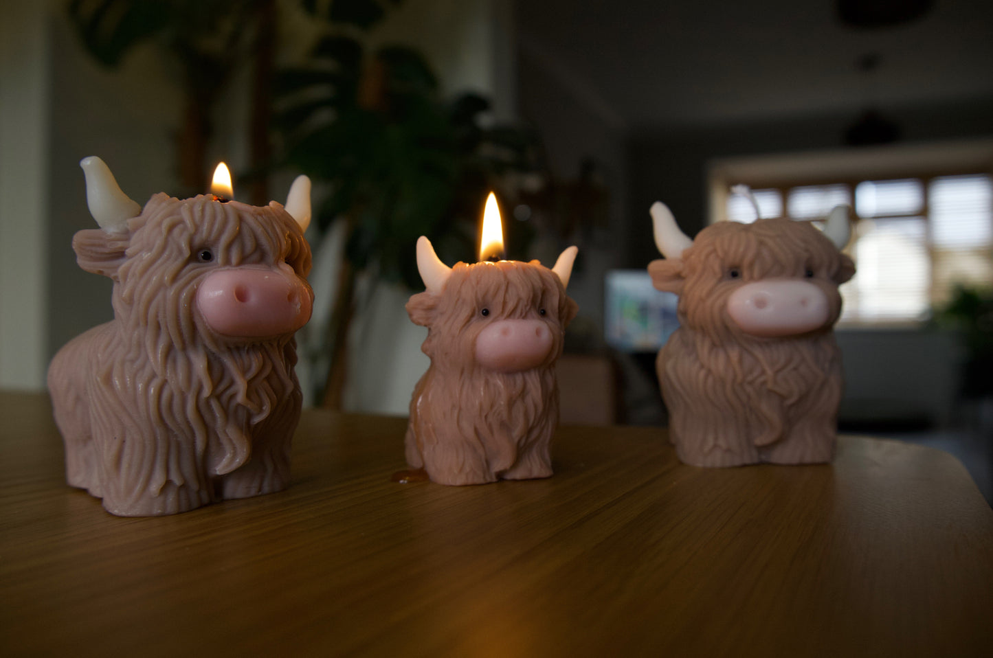 HighLand Cow Candle