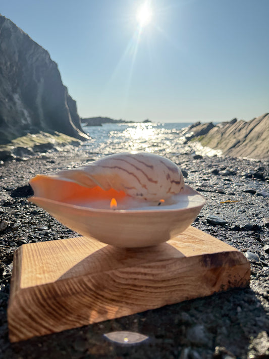Small Sea Shell Candle