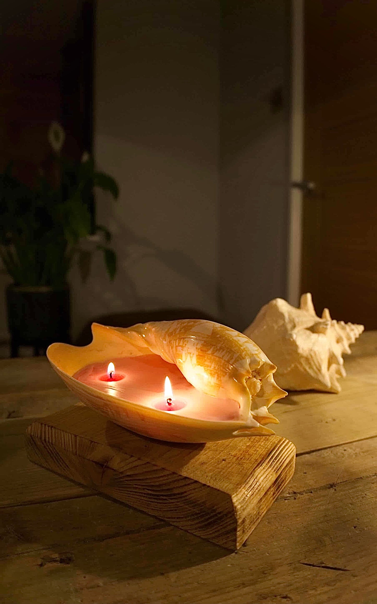 Sea Shell Candle