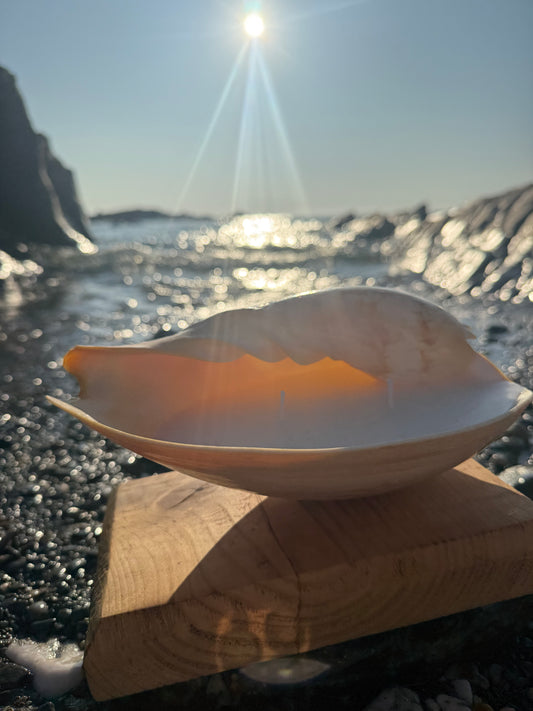Large Sea Shell Candle